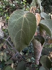 Croton coriaceus
