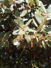 Quercus rotundifolia