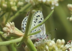 Euphilotes bernardino