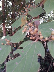 Grewia tiliifolia