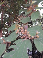 Grewia tiliifolia