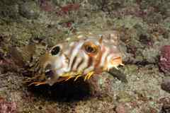 Chilomycterus mauretanicus