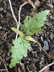 Acer circinatum