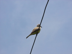 Tyrannus melancholicus