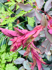 Rosa glauca