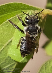Megachile albitarsis