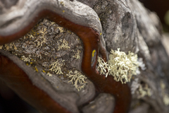 Arctostaphylos viscida mariposa