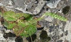 Orostachys thyrsiflora