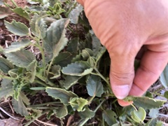 Rhynchosida physocalyx