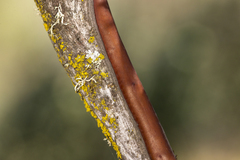 Arctostaphylos viscida mariposa