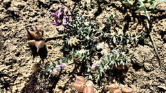 Oxytropis trichophysa