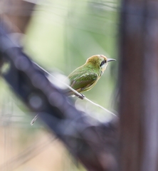 Merops viridissimus