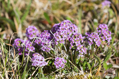 Cardamine purpurea