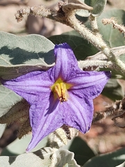 Solanum falciforme