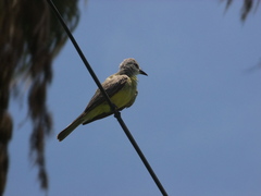 Tyrannus melancholicus