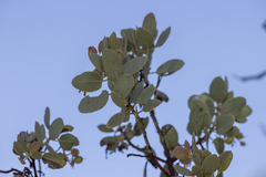 Arctostaphylos viscida mariposa