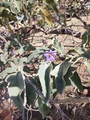Solanum falciforme