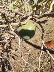 Solanum falciforme