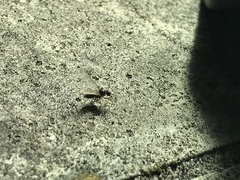 Prenolepis imparis