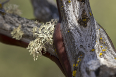 Arctostaphylos viscida mariposa