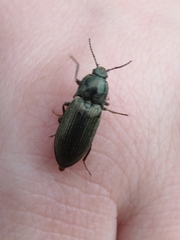 Selatosomus
