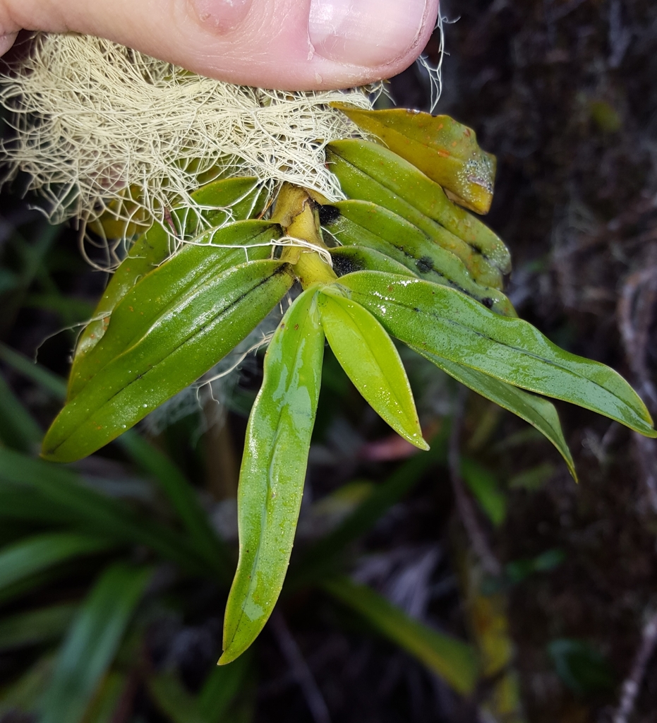 Angraecum multiflorum Thouars 3