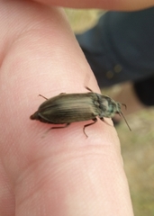 Selatosomus
