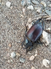 Lucanus mazama