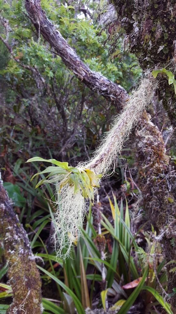Angraecum multiflorum Thouars 4