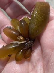 Halosaccion glandiforme