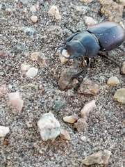 Lucanus mazama