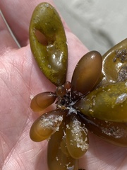 Halosaccion glandiforme