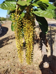 Lophanthera lactescens
