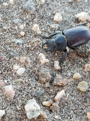 Lucanus mazama