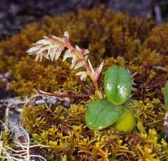 Bulbophyllum nutans