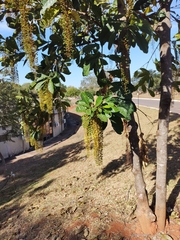 Lophanthera lactescens