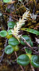 Bulbophyllum nutans