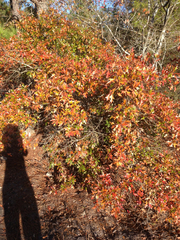 Quercus georgiana