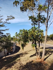 Lophanthera lactescens