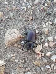 Lucanus mazama