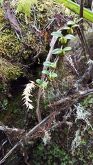Bulbophyllum nutans
