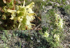 Pedicularis abrotanifolia