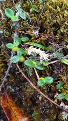 Bulbophyllum nutans