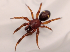 Asagena americana