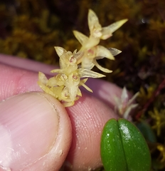 Bulbophyllum nutans