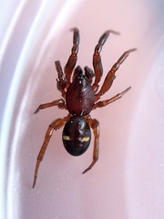 Asagena americana