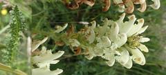 Pedicularis achilleifolia