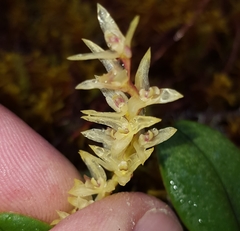 Bulbophyllum nutans