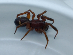 Asagena americana
