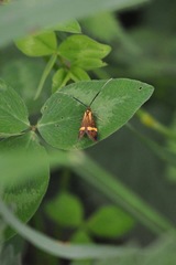 Nemophora degeerella